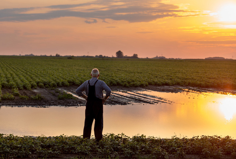 farmer looking at sunset over farm field 